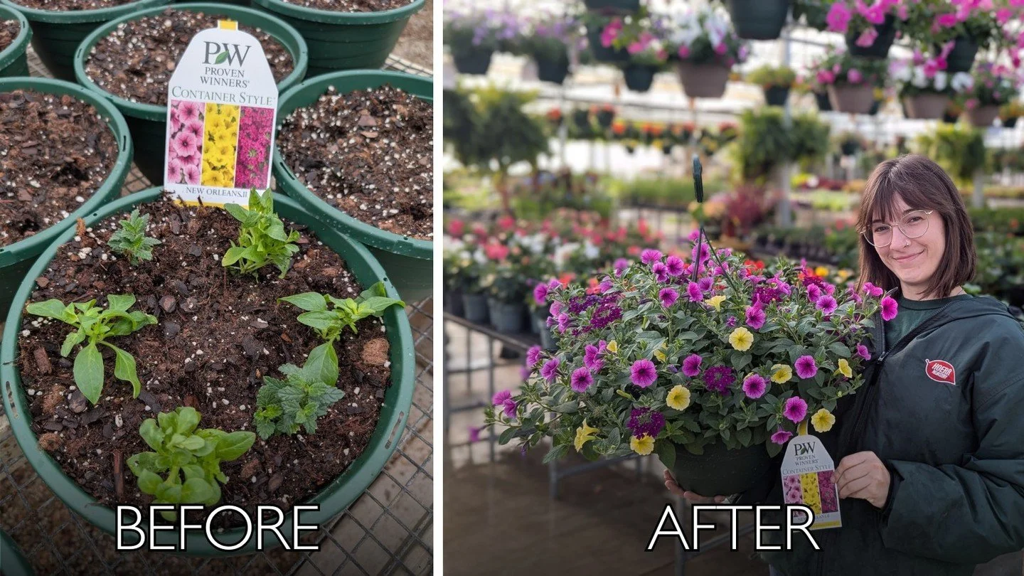 When we posted a picture back on March 2nd of our annual planters in progress, it was hard to imagine what they would become just 50 days later. But look at them now! This is the same hanging basket combo, bold and spilling with color. 

The best par