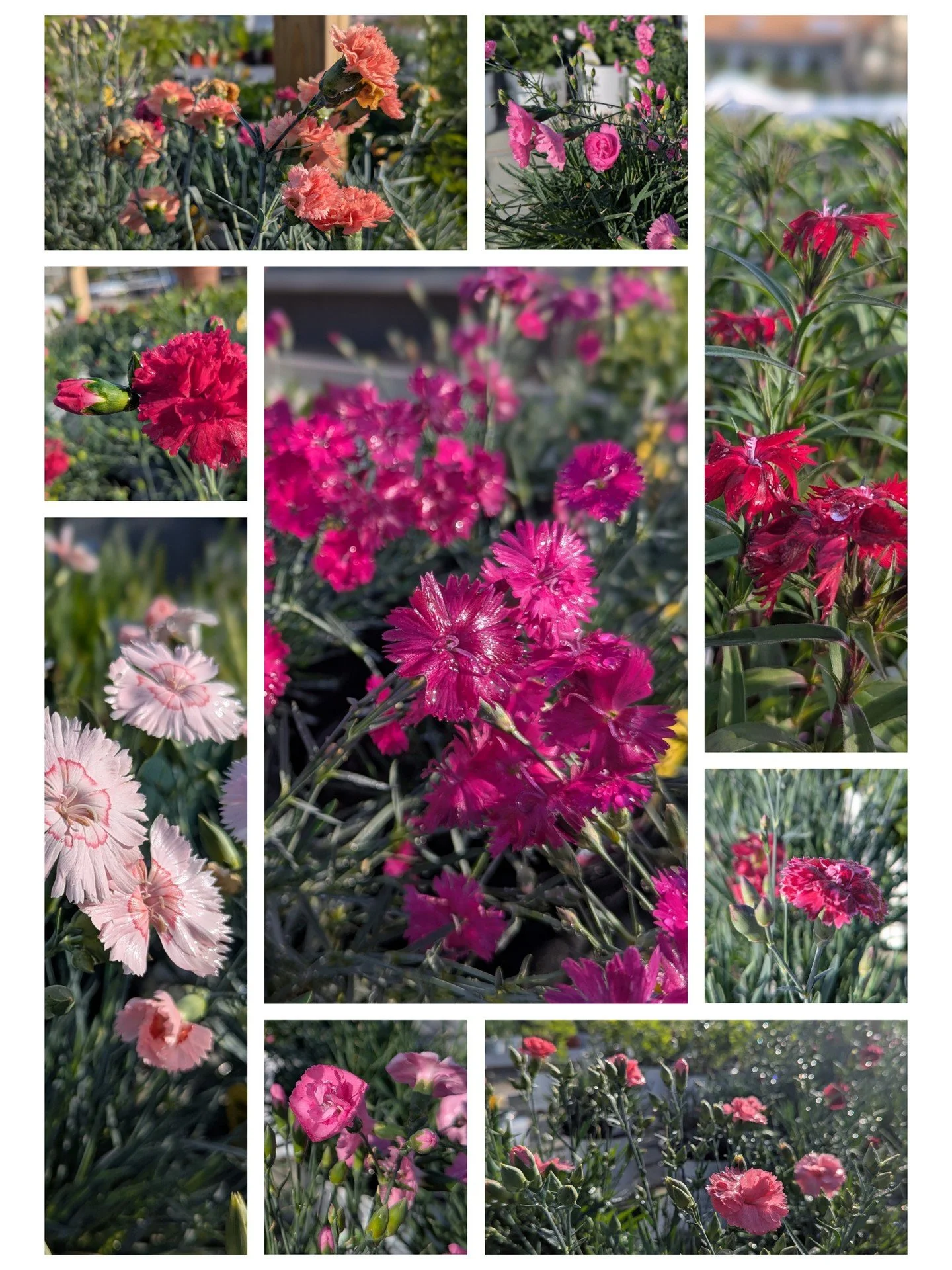 Want a little everyday magic in your garden? Dianthus bring cottage‑garden charm to your borders, and many varieties are gorgeously fragrant. Even when they&rsquo;re not in bloom, their soft, silvery‑blue foliage adds fine texture and structure all s
