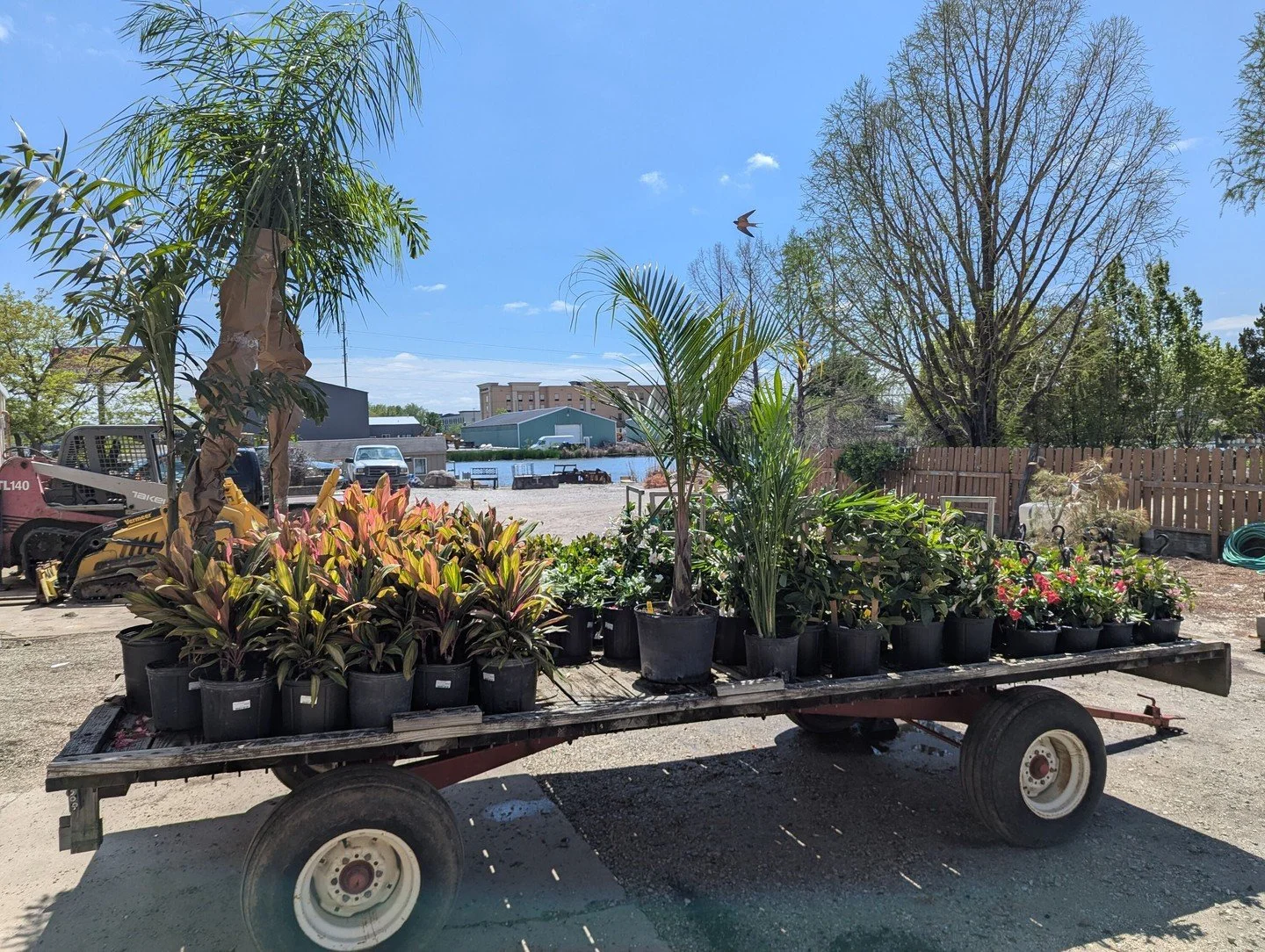 Check out what&rsquo;s about to roll into the Garden House! 🌿 If you'd like to add a touch of the tropics to your garden this year, it's time to plan your next expedition to Hoerr Nursery.

#peoriaillinois #peoriail #enjoypeoria #hellopeoria #shoplo
