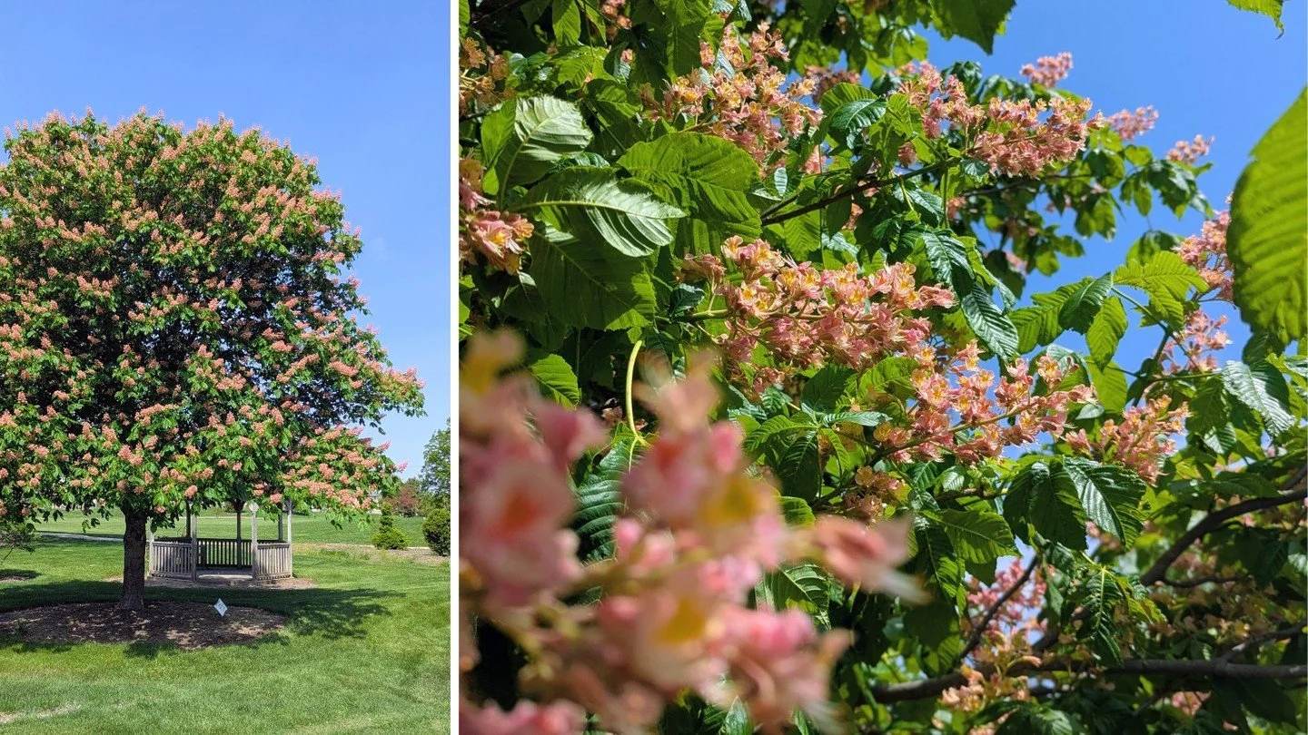 This Friday, we're featuring Fort McNair Red Horsechestnut. A striking, spring blooming tree with swoon-worthy sprays of orchid-like flowers and lush leaves bigger than a person's hand, this cultivar bears small seed pods, rather than big horse chest