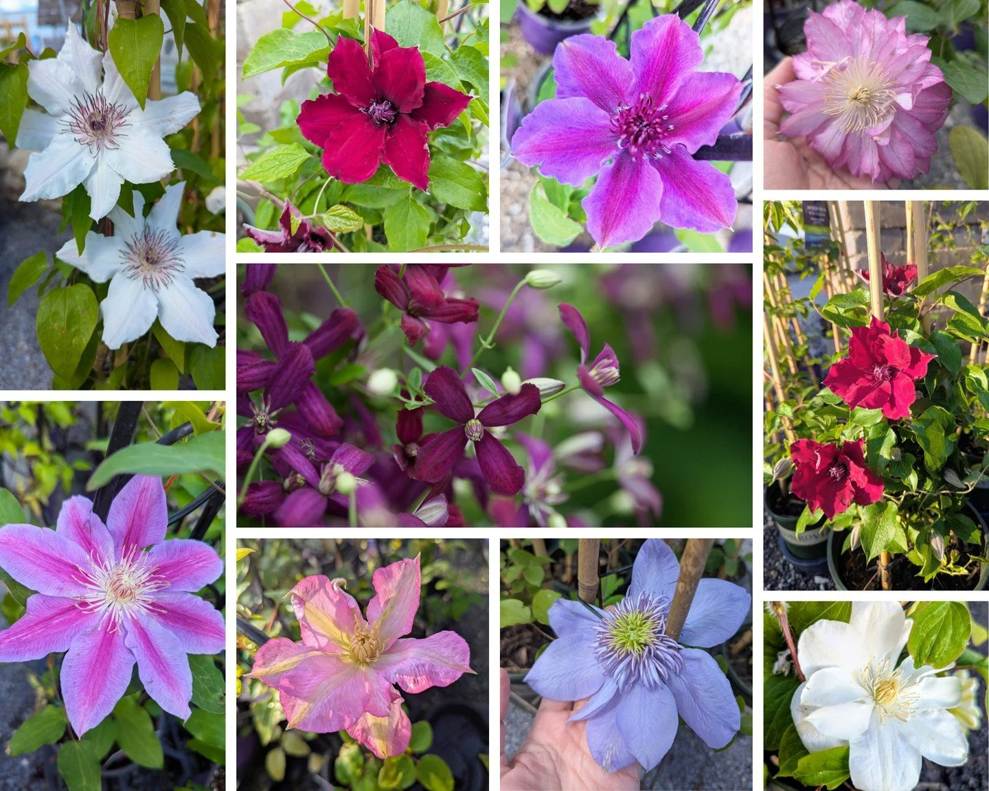 Here come the clematis!  These jewel-like vines provide early season color with just a little TLC: they like their heads in the sun, and their feet in the shade, plus a sturdy trellis to climb. Take one home this season, and it'll make your garden sp