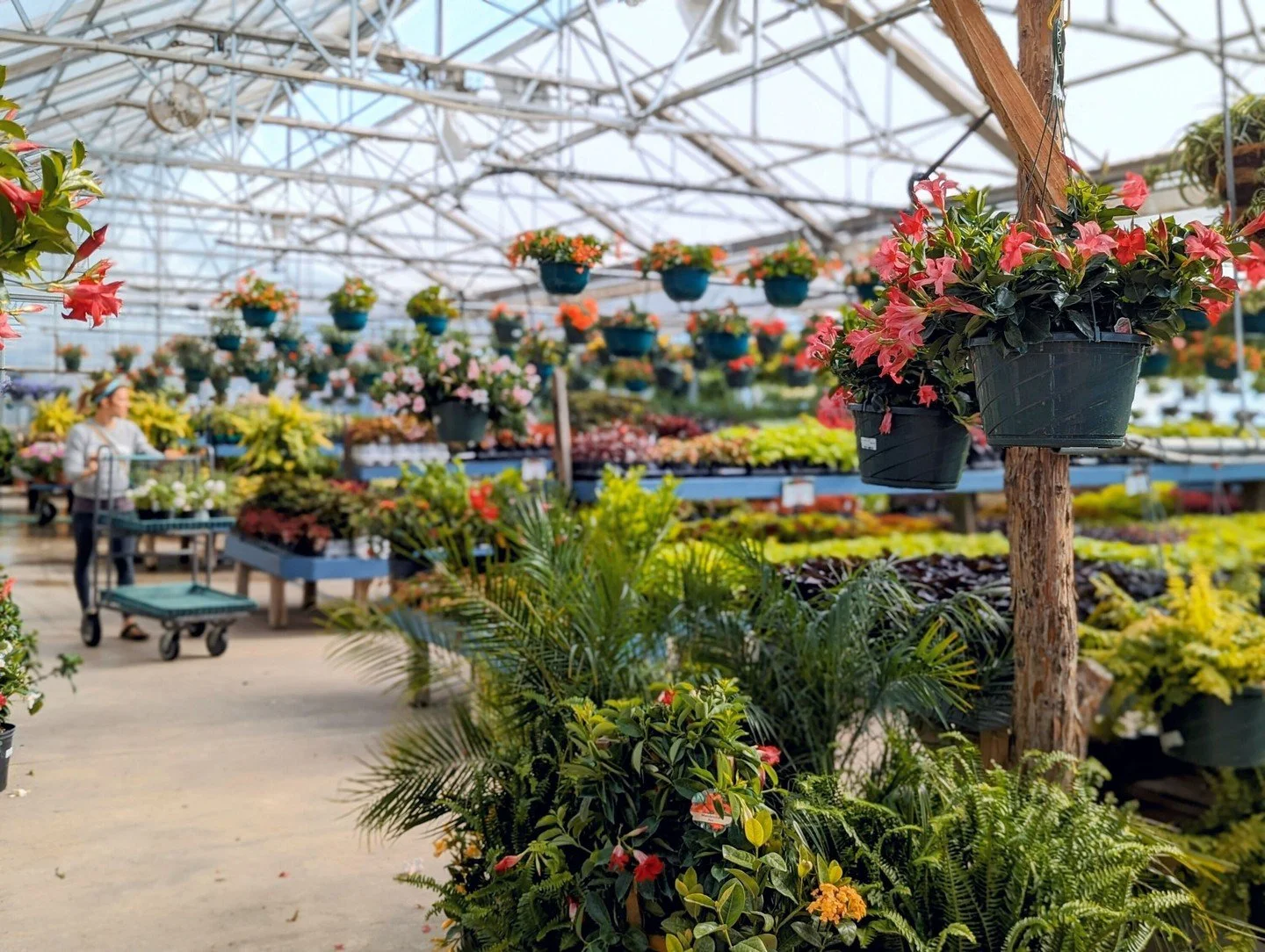 Mother&rsquo;s Day is just five days away!

Don&rsquo;t know what to get Mom? Let her choose something she'll truly love. 

A Hoerr Nursery gift card is the perfect Mother&rsquo;s Day gift, whether she&rsquo;s dreaming of vibrant flower beds, lush ho