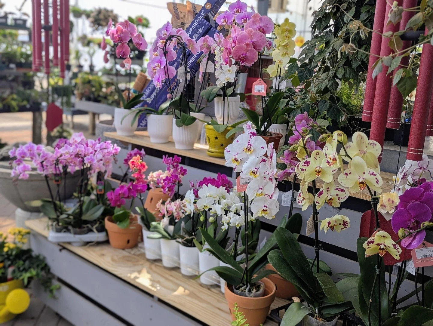 We&rsquo;ve seen a lot of beautiful orchids head home as Mother&rsquo;s Day gifts...and then fail to thrive because of the &ldquo;ice cube&rdquo; myth. Here's the REAL trick to orchid care: use the clear pot as your watering guide. Once the roots loo