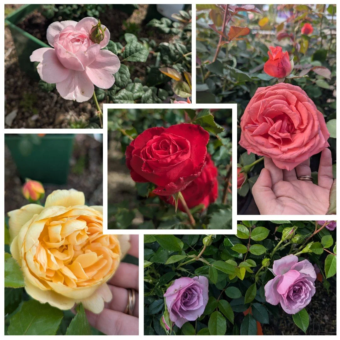 🌹 Roses have arrived! 🌹

We&rsquo;re especially excited about this year&rsquo;s collection of roses from some of the finest rose breeders in the world, featuring David Austin, Kordes, and Meilland.

If you&rsquo;ve been dreaming of a rose garden wi