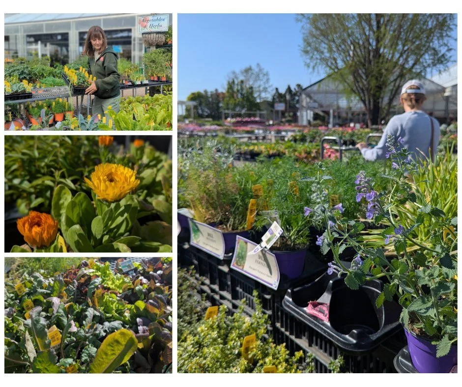 Ready to fill your garden with fresh flavors?

From arugula to zucchini, we&rsquo;ve got a broad selection of healthy herb &amp; veggie starts, many homegrown right here at Hoerr Nursery. Four-packs range from $2.99-3.99, with 4.5" pots at $6.99