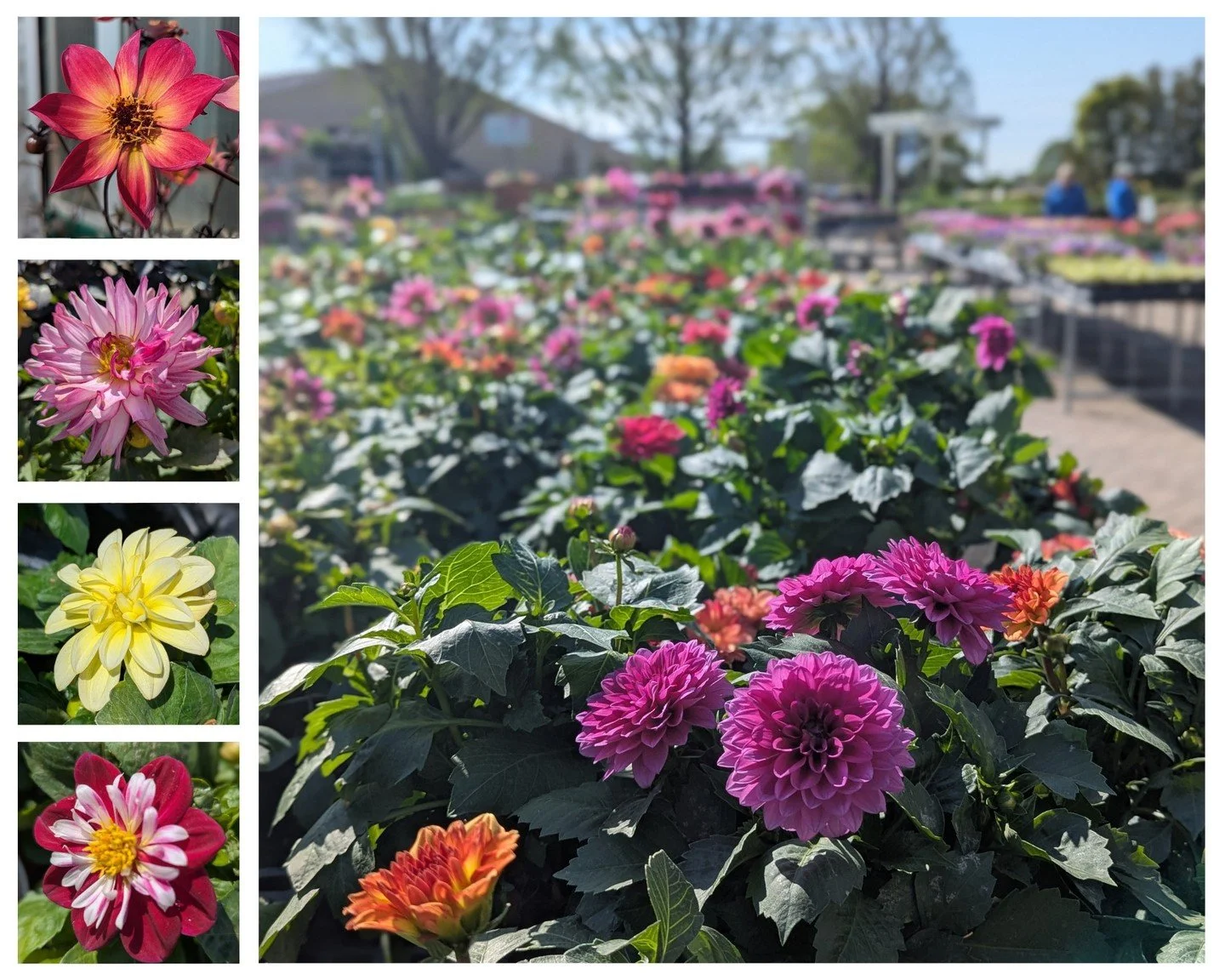 We&rsquo;ve got dozens of dazzling dahlias in every color except blue! From soft and romantic to bold and dramatic, these blooms are made to stand out in the garden, and they&rsquo;re just as stunning in a vase.

If you love a garden that really puts