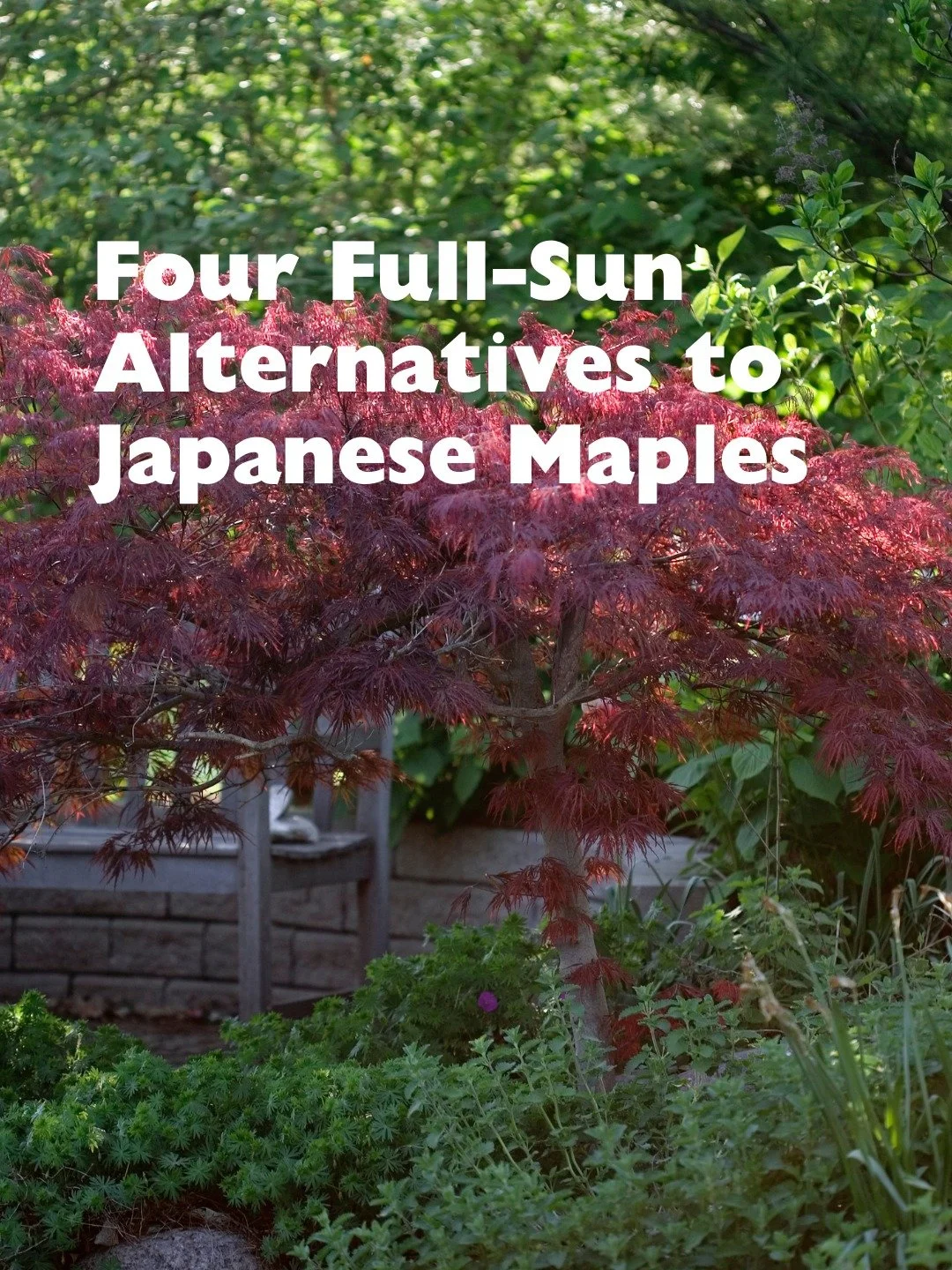 If you planted a Japanese maple in a sunny spot and watched it struggle, you're not alone. 🍁 Japanese maples simply aren't full-sun trees in Central Illinois. The good news: if you want the drama of red leaves in your landscape, there are more optio