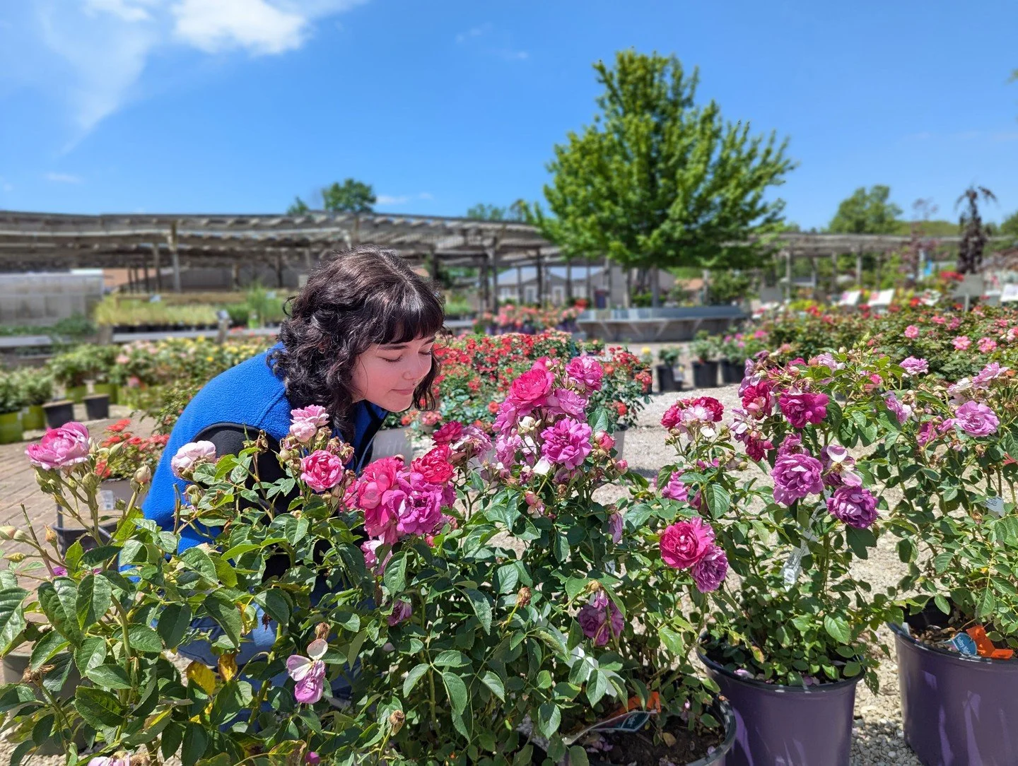 Sunny day? Stop and smell the roses! 🌞

If you're shopping for roses that look great AND smell amazing, keep an eye out for our fragrance icon on our plant signs. Roses smell their strongest when it's warm and sunny outside, so if you want to sample