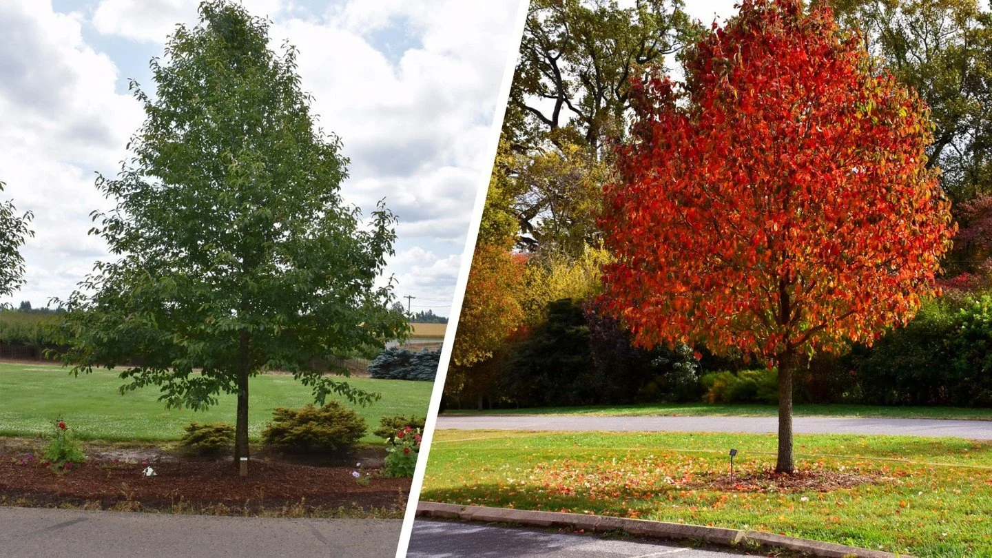 100 years, $100 trees! 🌳
As part of our centennial celebration, we're offering homegrown 7-gallon Blackgum/Tupelo trees for just $100 from May 22&ndash;29th. These are unique native trees with a neat, natural form and spectacular scarlet fall color.
