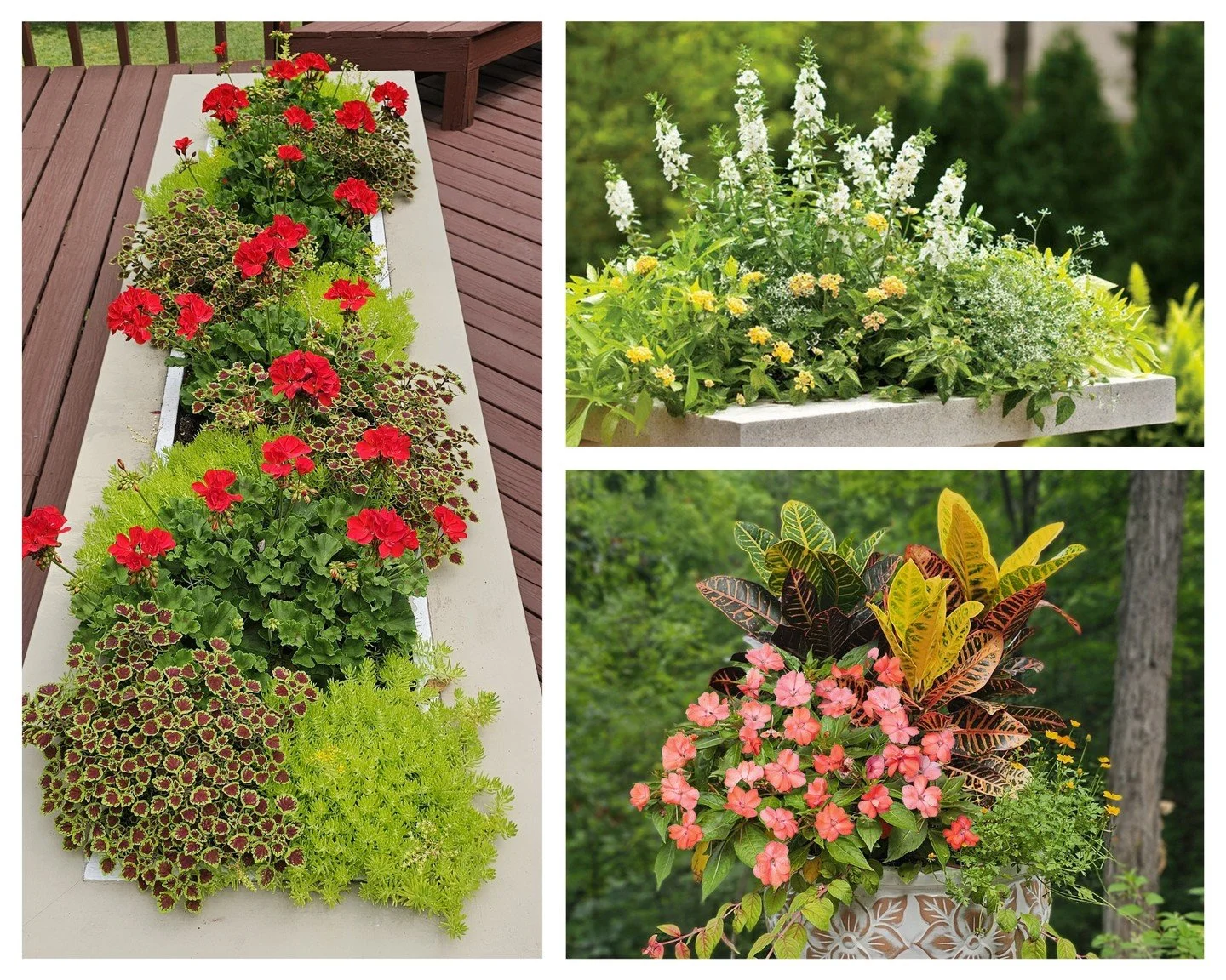 Plant your own amazing annual pots using the thriller, filler, spiller method! Here's how: 

1. Choose at least one category of each plant, making sure that they will grow in the conditions where you plan to put them. 
2. Start with a tall thriller i