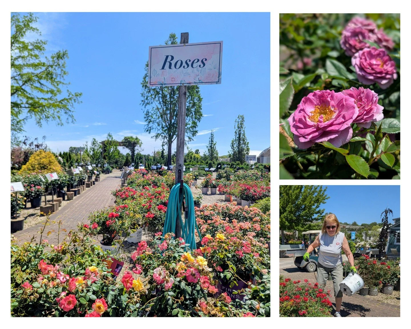 Our selection of easy-care roses is looking absolutely stunning right now. Shoutout to Deb and the shrub crew for keeping everything looking picture-perfect! 📸

#peoriaillinois #peoriail #enjoypeoria #hellopeoria #shoplocal365 #discoverpeoria #besto