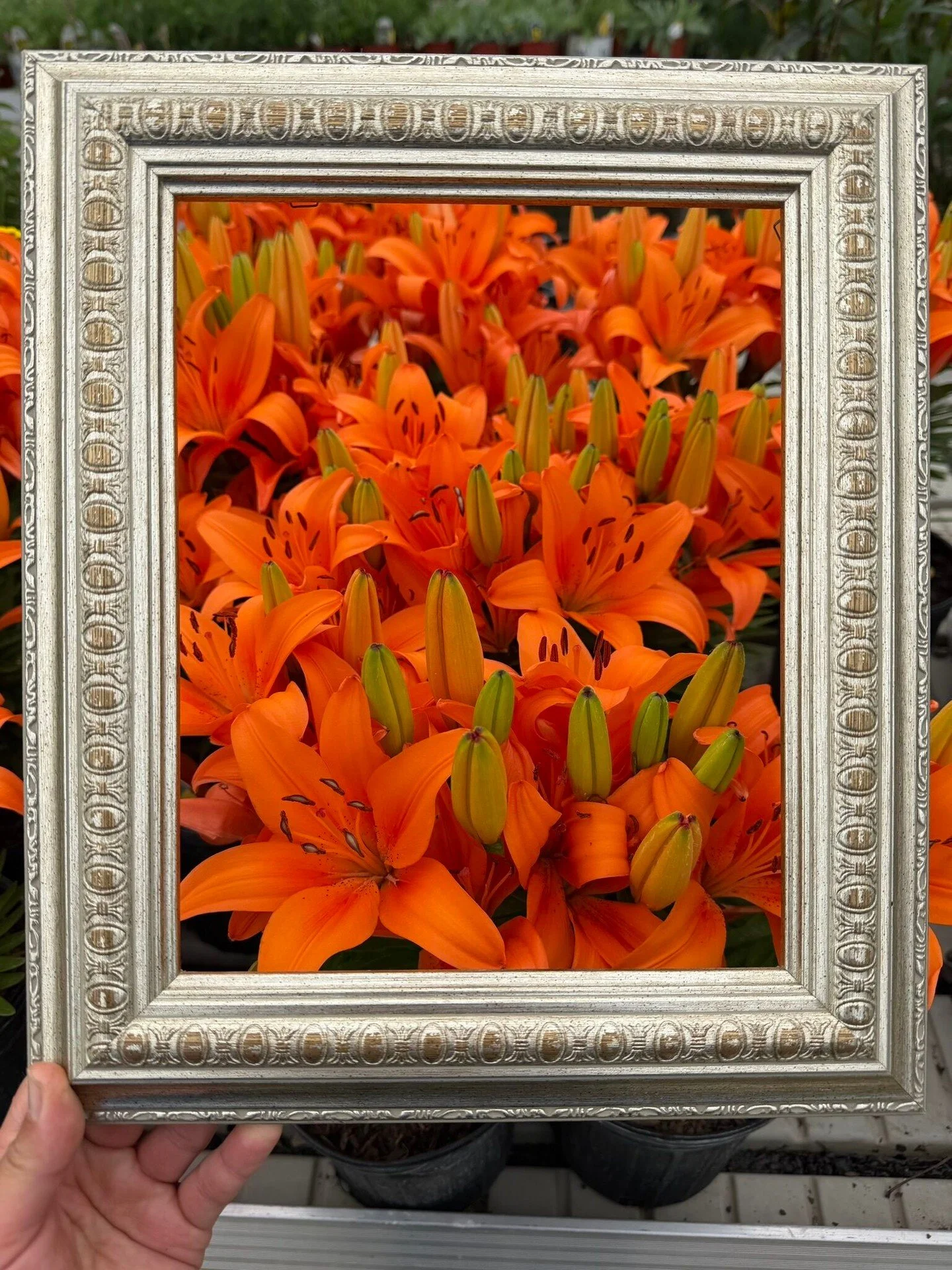 Picture these petite lily powerhouses in your garden! Each under two feet tall, Matrix Orange and Tiny Ghost are proof that you don&rsquo;t need a big garden to enjoy big color.

#peoriaillinois #peoriail #enjoypeoria #hellopeoria #shoplocal365 #disc