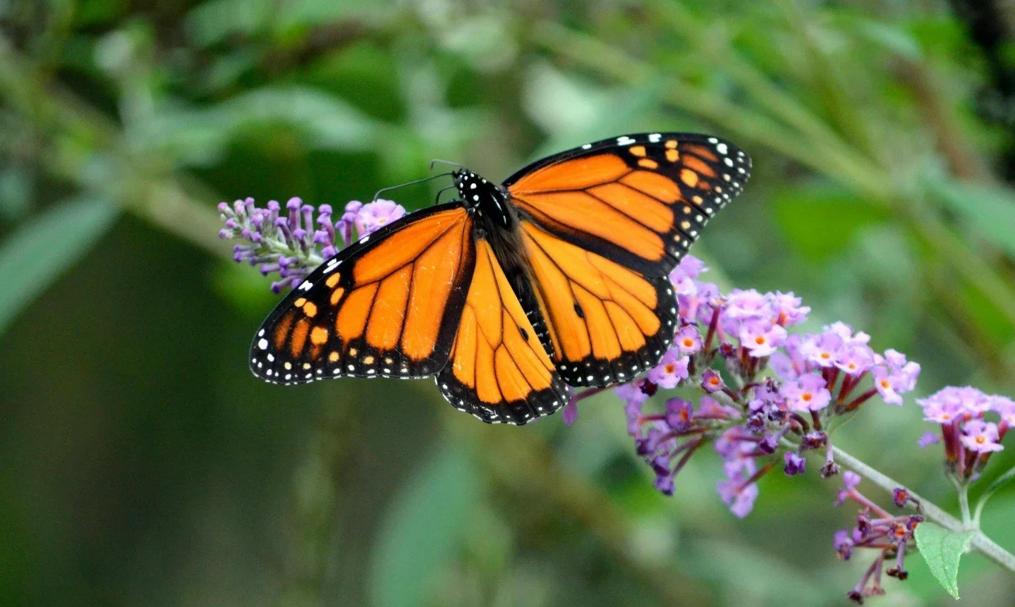 Give your future garden something to look forward to! 🌸 The plants that peak in late summer and fall need to get established NOW, before they're too busy blooming to grow roots. Get them in the ground and enjoy them twice: once today, and then from 
