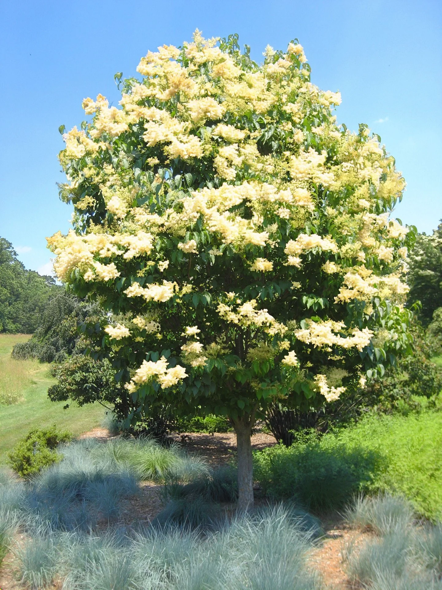 Ivory Silk Japanese Lilac Tree is a Hoerr Nursery tried-and-true favorite, with frothy, fragrant white blooms that show up just when most flowering trees are winding down. It&rsquo;s a compact, dependable choice that works beautifully as a focal poin