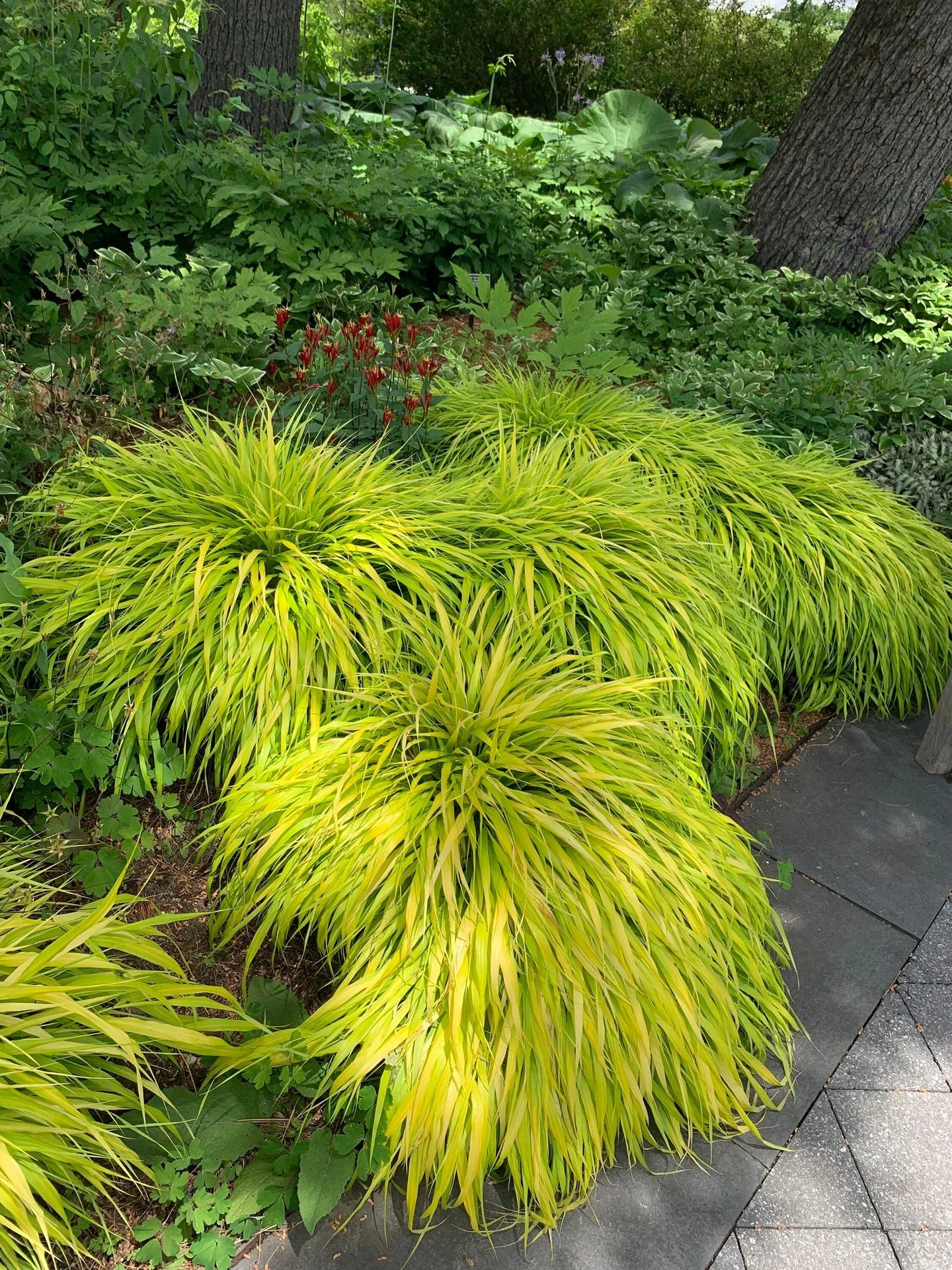 A beautifully planted shade garden stops people in their tracks, and it's easier to pull off than you'd think.
Most people assume that grasslike plants need full sun. But ornamental sedges, sweet flag, and Japanese Forest Grass all thrive in the shad