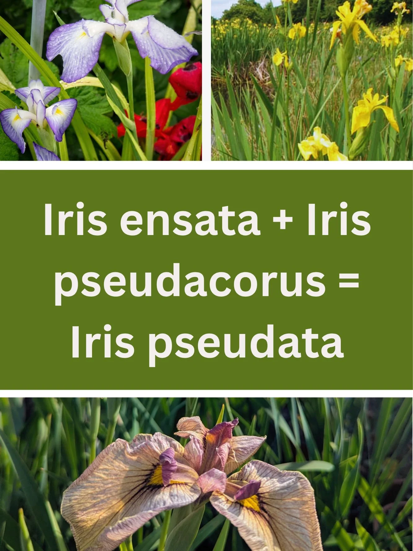 Iris pseudata: a plant so new that it doesn't have an English name yet! Once considered an impossible species cross, Japanese plant breeder Hiroshi Shimizu created the first stable hybrid less than two decades ago. This breakthrough led to the stable