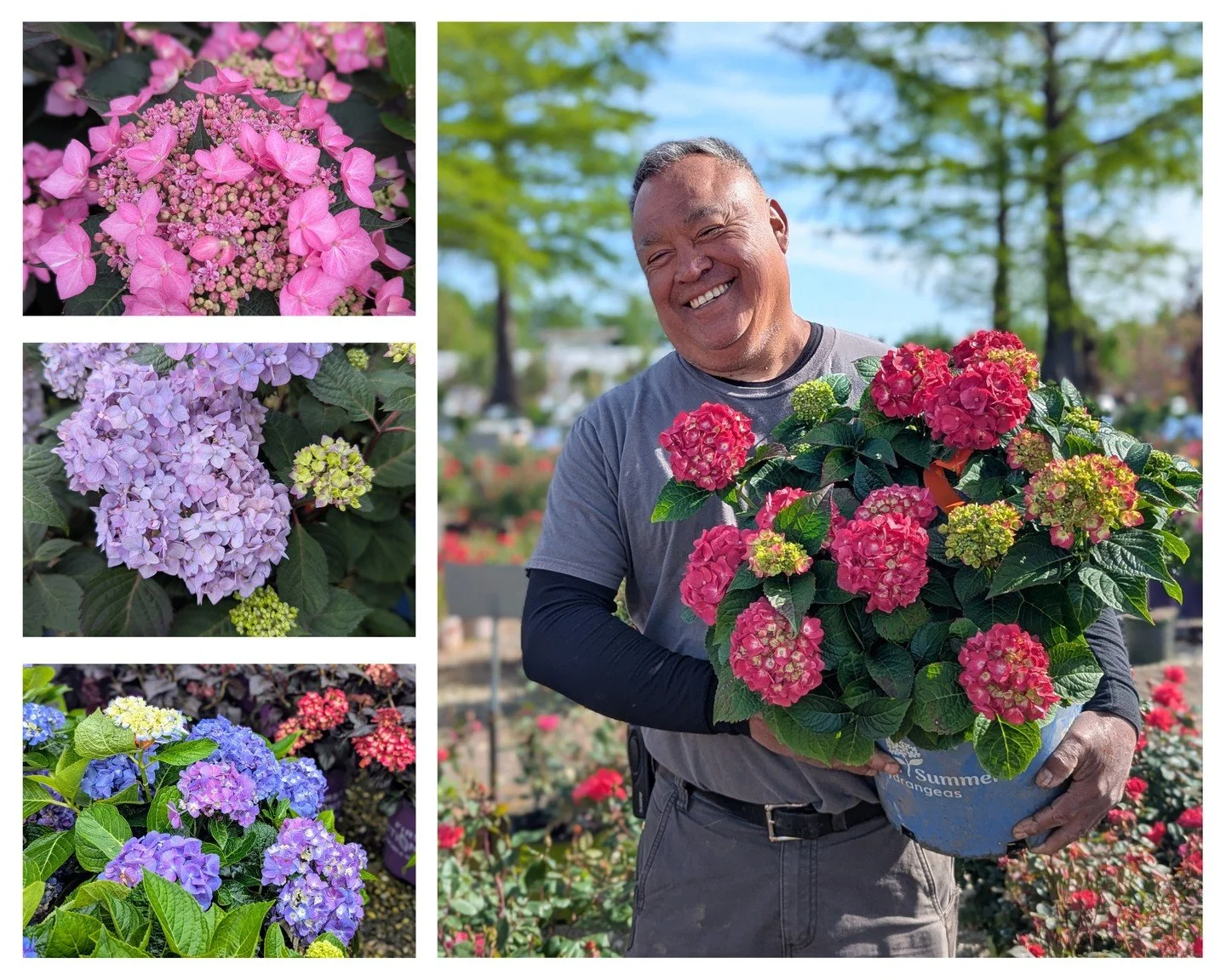 One plant, three possible colors. 🩷💜💙
Most mophead hydrangeas change color based on soil pH, so a quick test can get you closer to the pink or blue blooms you&rsquo;re dreaming about. We&rsquo;ve got 99 cent pH test kits, soil amendments, and a pr