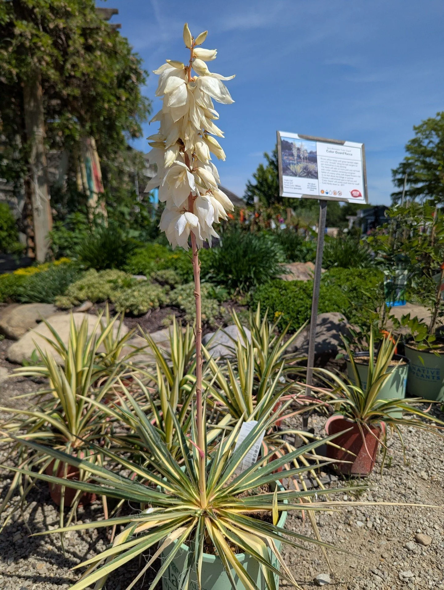 Yucca is weird, but in the best way possible. It's technically a shrub, and technically an evergreen, but most people treat it like a perennial. Sometimes it surprises you with flowers. In short, it does its own thing. If your garden could use someth