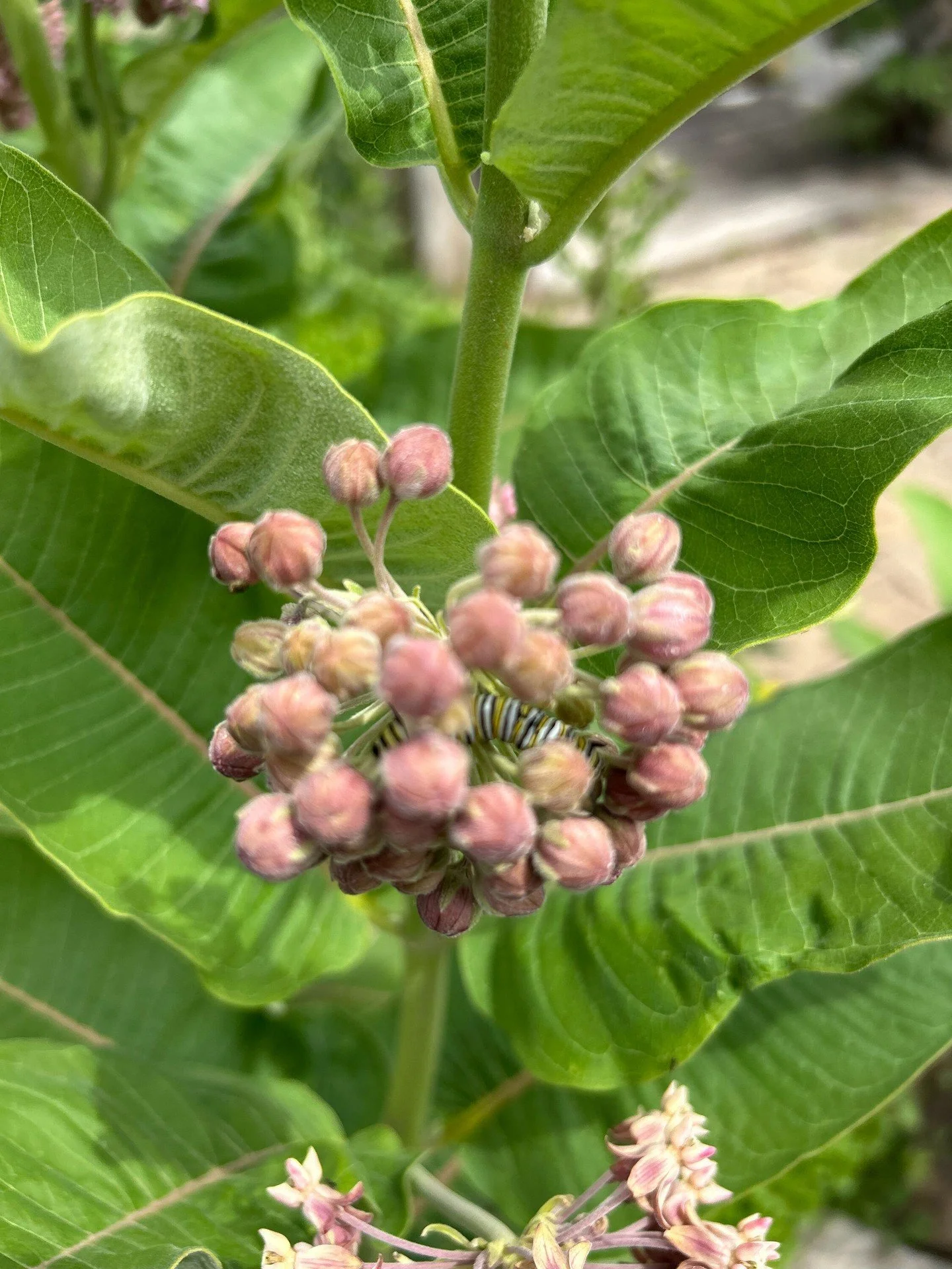 Monarchs are on the move, and Jenny just found our first caterpillar! 🐛 If you&rsquo;ve got milkweed in your own garden, take a look. Monarch eggs are laid alone, tiny ovals with vertical ridges. Little white beads of milkweed sap can mimic eggs, bu