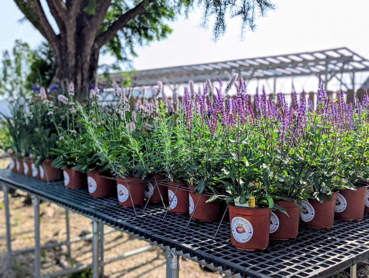 Once-in-a-Century Sale: 10 Perennials for $100🥳

We've been in the nursery business since 1926, through droughts, late frosts, and heatwaves, and we think that's something worth celebrating! 

From June 12th through the 19th, retail customers can ch