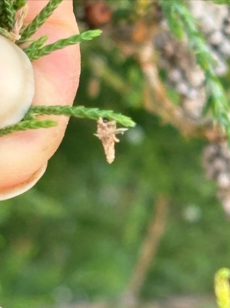 Bagworms Are Back. This year, bag them first!