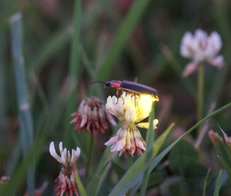 SAVE THE FIREFLIES - GROW A FIREFLY GARDEN