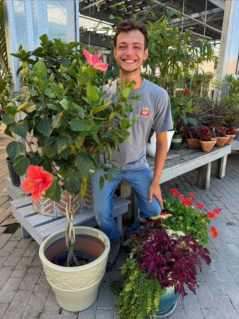 Tropicals &amp; Spring Annuals 75% Off + Hibiscus For All!