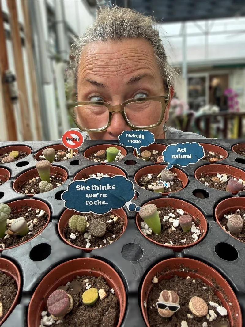 Coneflower Mysteries Solved + Living Stones, the weirdest plant ever? 