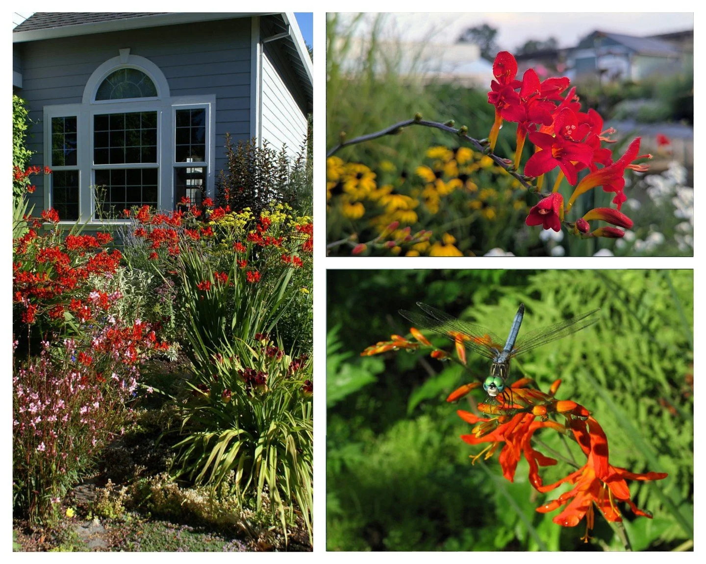 Lucifer Crocosmia: a little South American flair for Central Illinois! Plant it in a warm, protected, well-drained spot, and this zone 5 perennial will return year after year. 

#peoriaillinois #peoriail #enjoypeoria #hellopeoria #shoplocal365 #disco