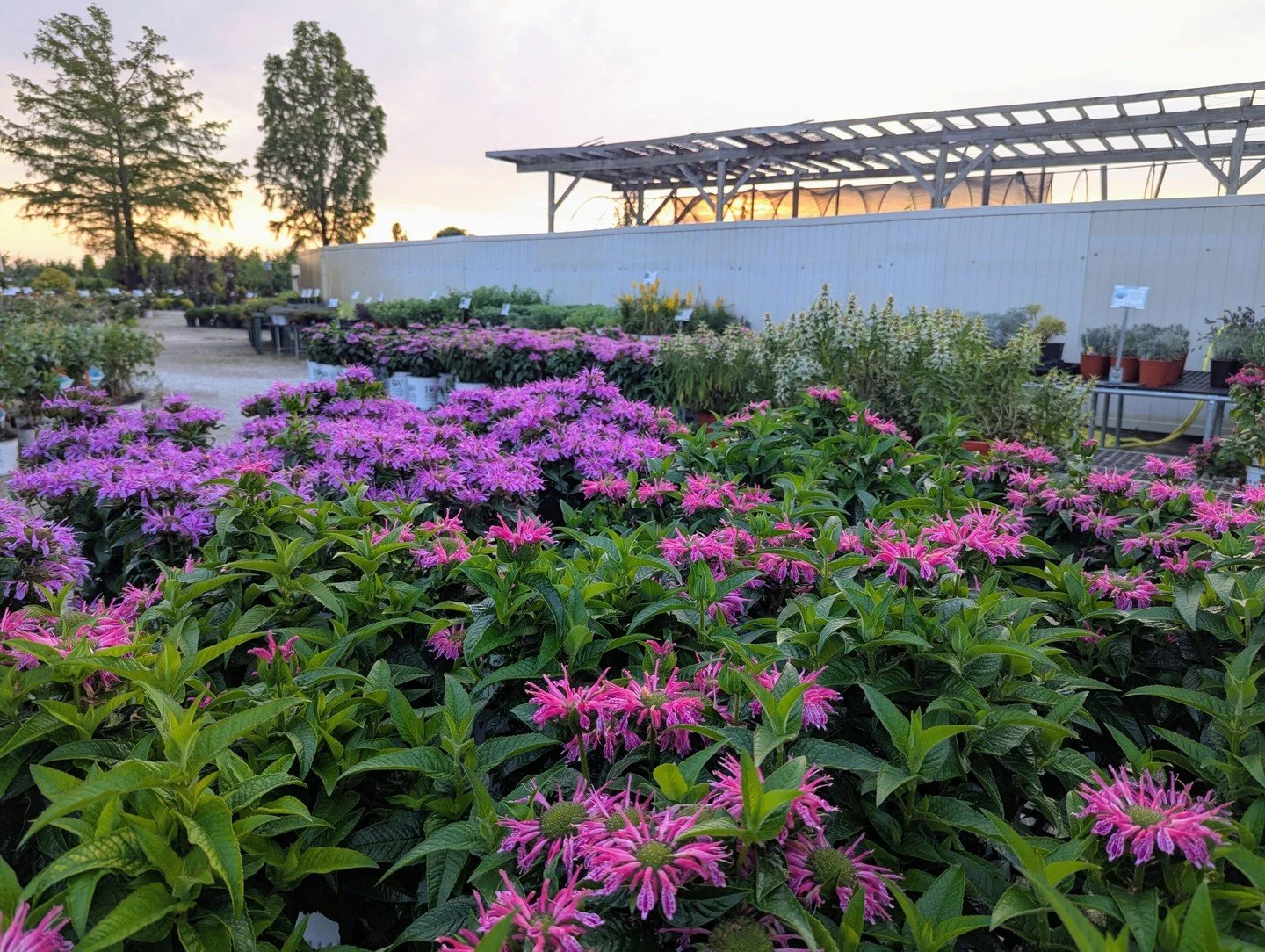 Our Centennial Perennial Sale returns August 17th&ndash;31st, with 10 select sale perennials for $100! Many were homegrown right here at Hoerr Nursery, and all of them are great varieties for Central Illinois gardens.

#peoriaillinois #peoriail #enjo