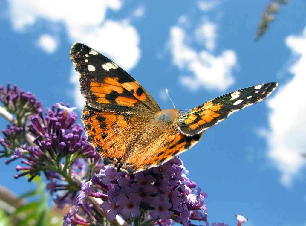 Celebrate 100 Years with Our Centennial Perennial Sale! 🥳