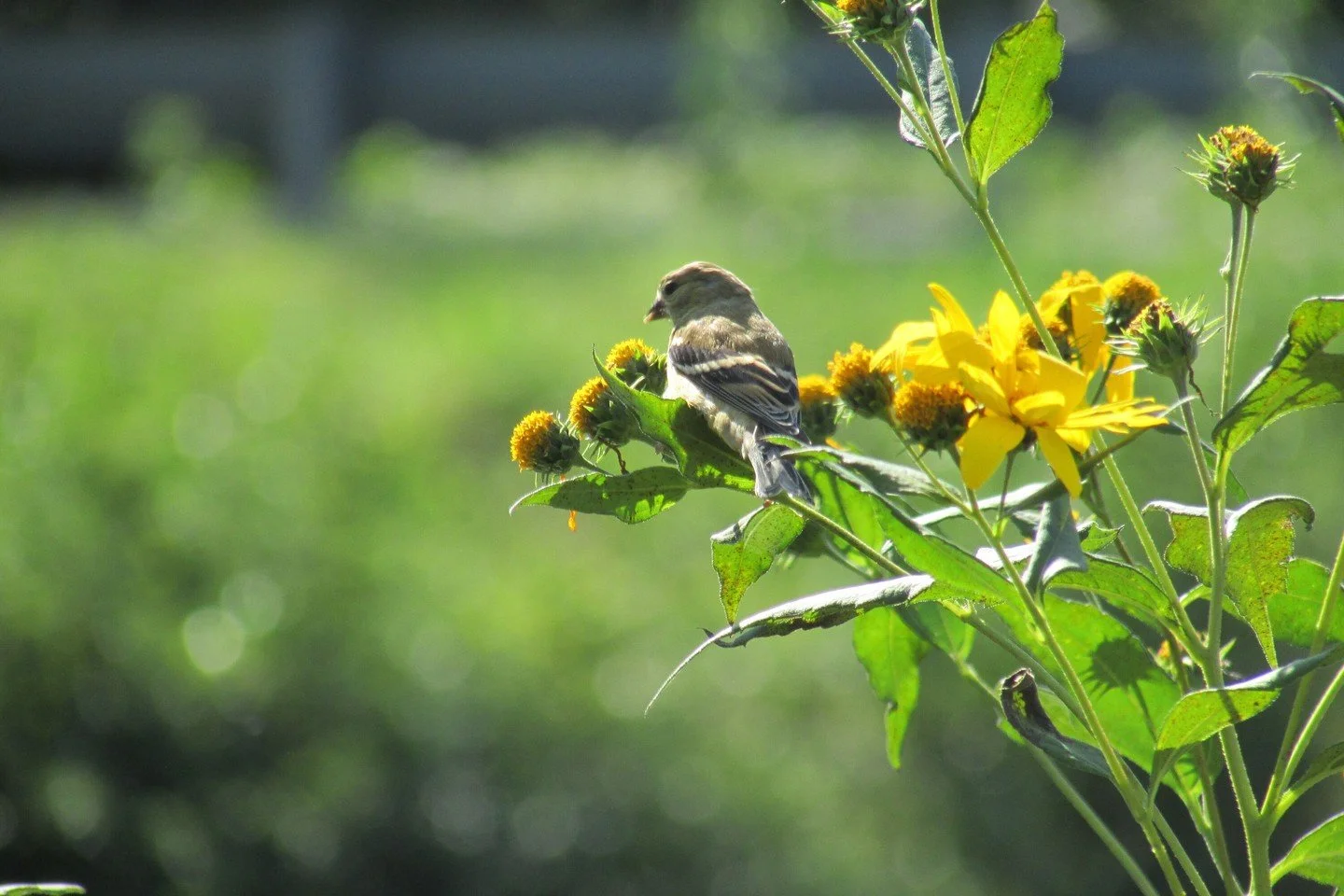 It's goldfinch season! Have you spotted any lately? 

American goldfinches are unusual because they nest later in the summer than most other birds, usually in mid-late summer. That's because they're seed eaters, feeding seeds to their chicks rather t
