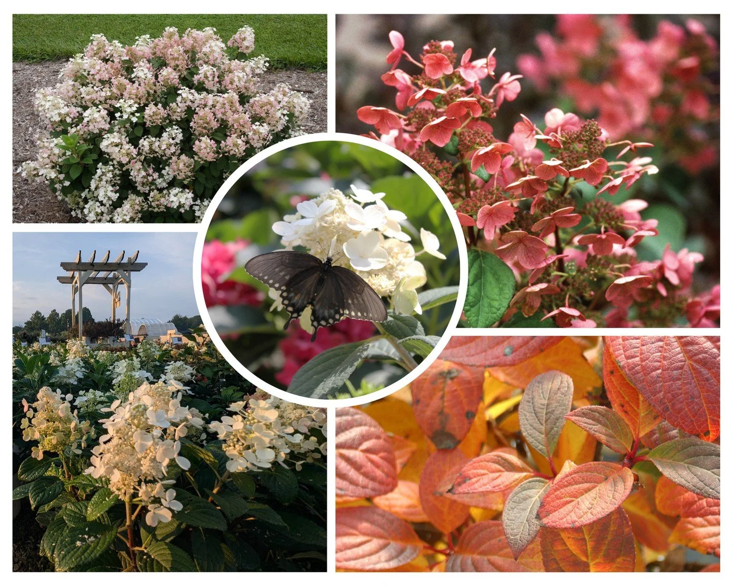 Little Quick Fire Hydrangea puts on a parade of color! Its airy blooms open a month earlier than most other hydrangeas, starting white and then turning pink, with showy fall foliage to follow. It's compact size makes it easy to find a spot in the lan