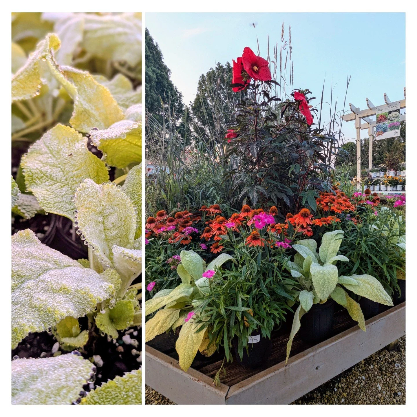 Ever seen a lamb's ear in chartreuse? Key Lime is a supersized, velvety twist on the classic silver. Perfect for dry, sunny borders and sensory gardens.

#peoriaillinois #peoriail #enjoypeoria #hellopeoria #shoplocal365 #discoverpeoria #bestofpeoria 