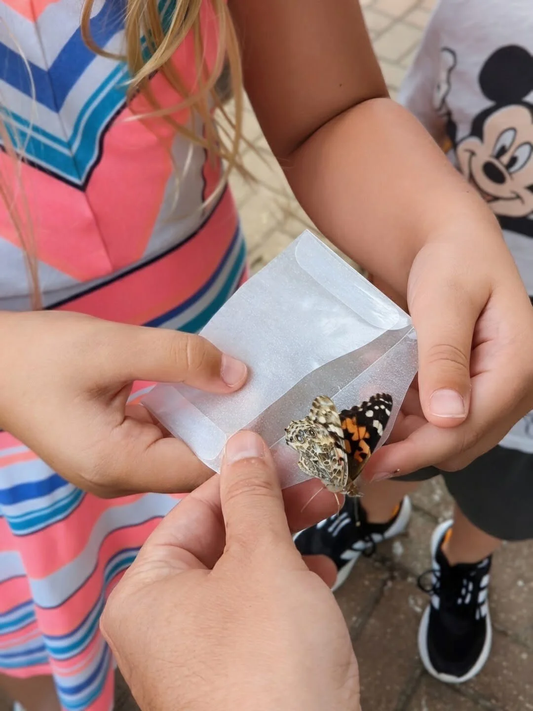 Several people have asked how the Painted Lady butterflies that we released on Saturday got inside their little envelopes safely. 🦋

Like all insects, butterflies are ectotherms, which means that they move more slowly when it's cold. Trained handler