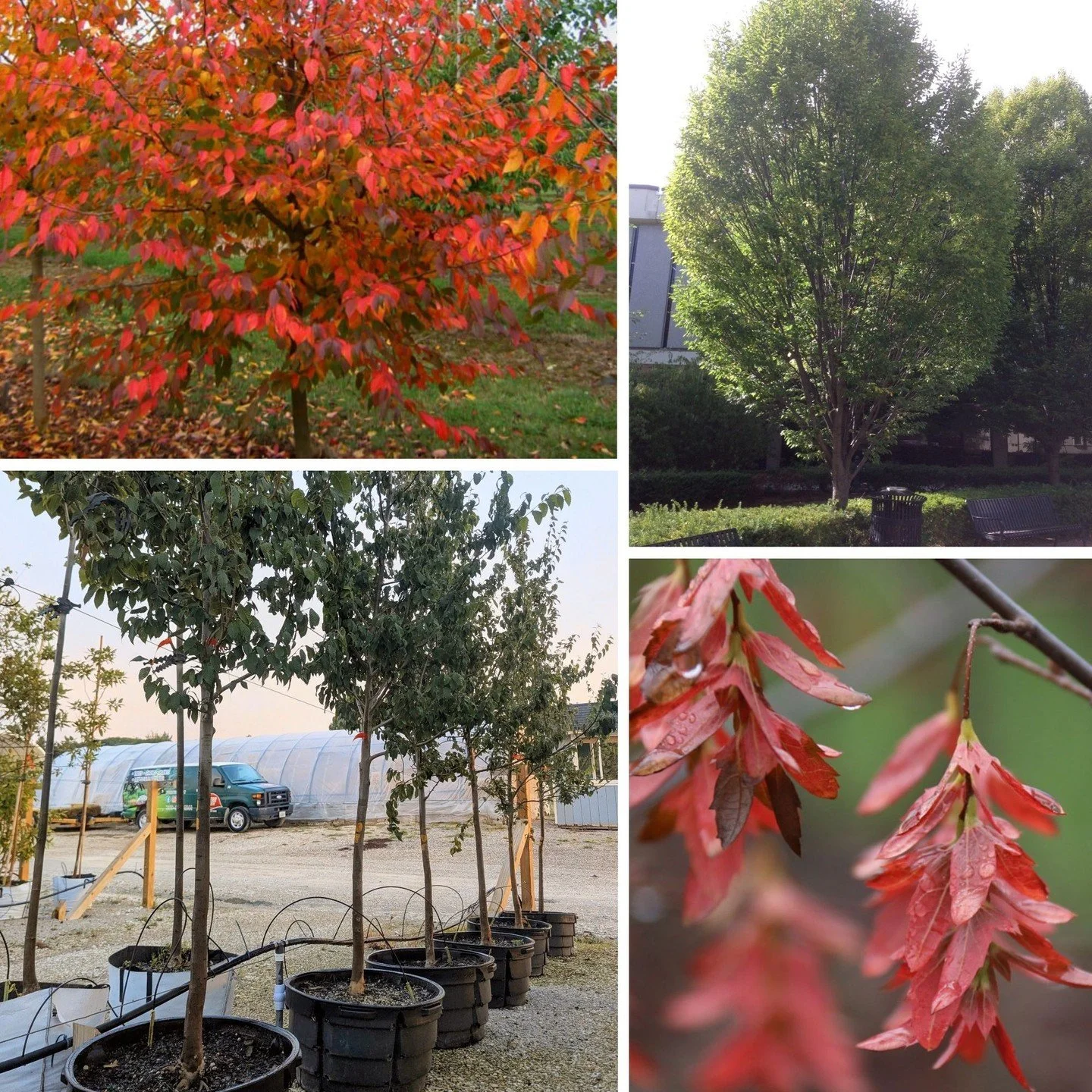 A unique tree for the shady side of the landscape! American hornbeam is a native understory tree with rich green summer foliage, upright oval form, and scarlet fall color. The showy nutlets attract goldfinches, and its smooth, fluted trunk becomes mo