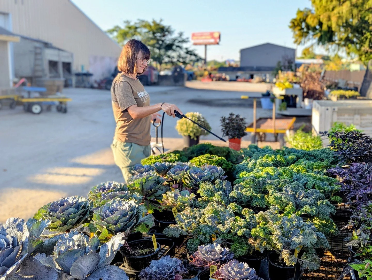 At Hoerr Nursery, we practice IPM, or Integrated Pest Management, which uses the lowest-impact method that will be effective to address plant pests. Here&rsquo;s Carley spraying ornamental cabbages with Bt, or Bacillus thuringiensis, a naturally occu