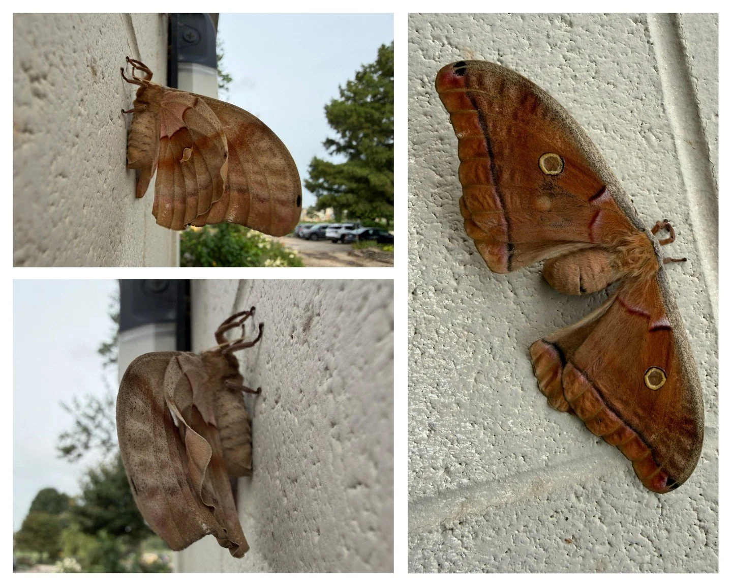We got to give this Polyphemus moth an early morning send-off after she unfurled her wings. She'll live only about a week, but the male moths might travel miles in search of her. Bon voyage, Mademoiselle!

#peoriaillinois #peoriail #enjoypeoria #hell