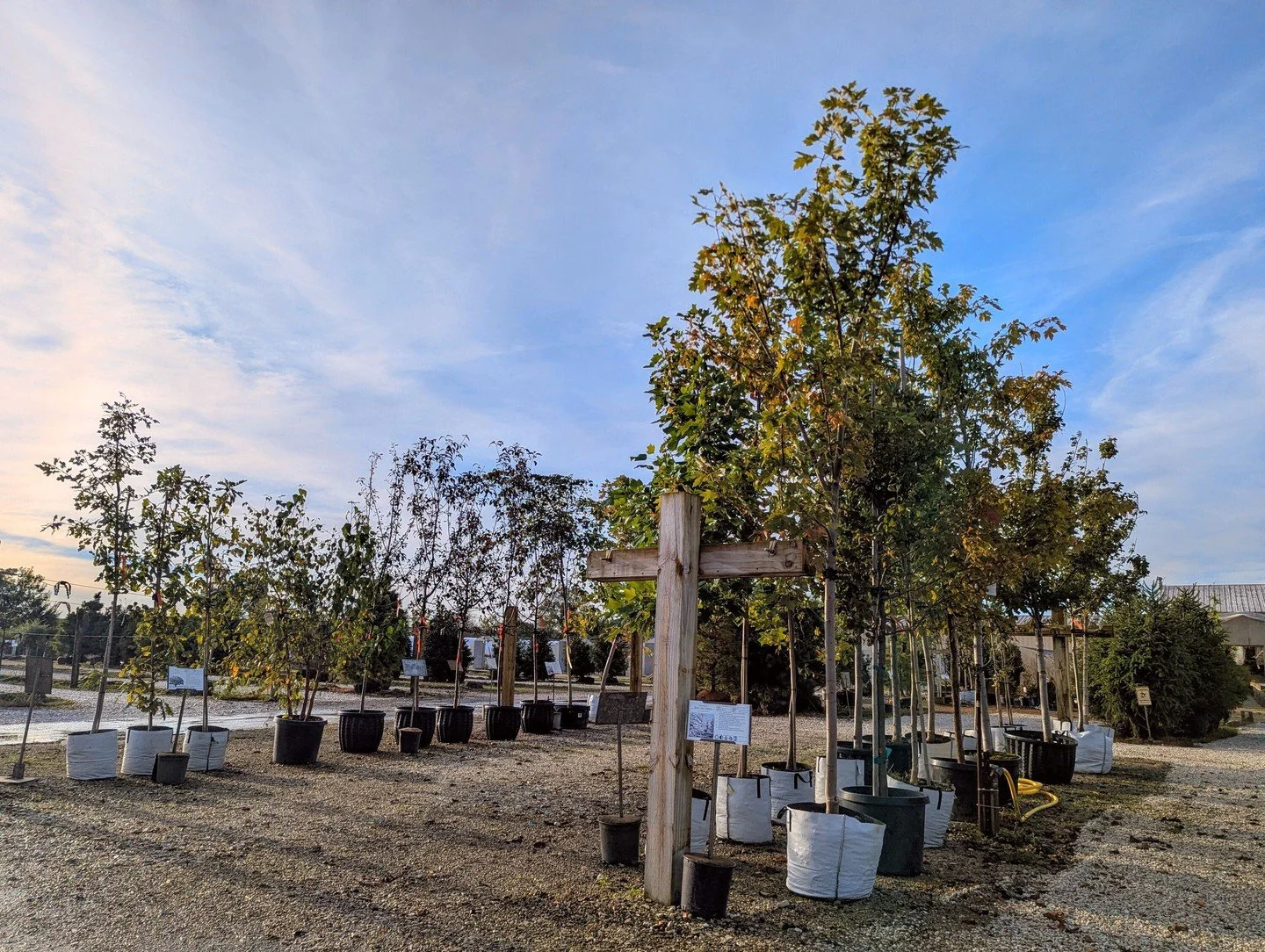 Ever wondered why we sometimes discount select trees in the fall? 🍂

Sometimes we come to this season with a mixed selection of homegrown trees, just a few of each variety. Rather than overwinter them, we discount them, and they're available now at 