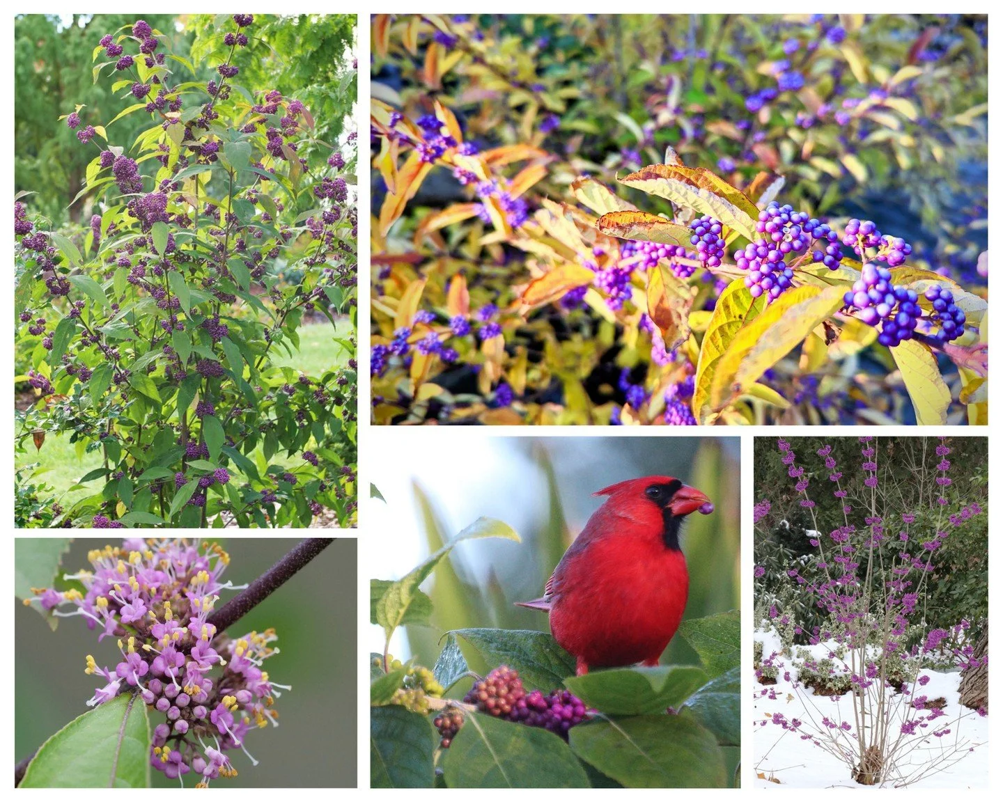 Beautyberry puts on a late-season show! Bright purple berries stand out against leaves that turn yellow in fall, and the berries hang on after the leaf drop, adding winter interest. This unusual shrub is a staff favorite. It's stock now, and looking 