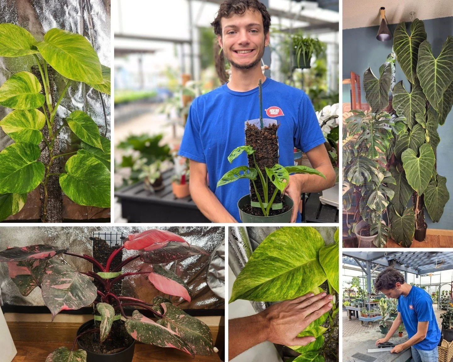 Help your climbing houseplants reach new heights! Join Ayden, our houseplant enthusiast, for a hands-on Make a Moss Pole Workshop at 10am on October 10th.

Unlike coco-coir poles, which can dry out quickly, this custom moss pole is designed to mimic 