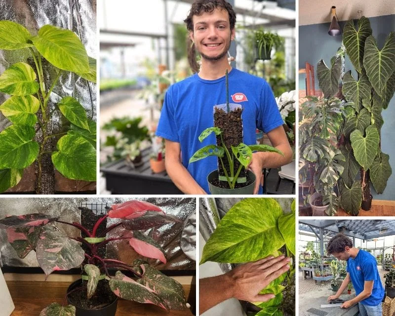 Want ceiling-high houseplants? Join us🪴 + Plant Sales!