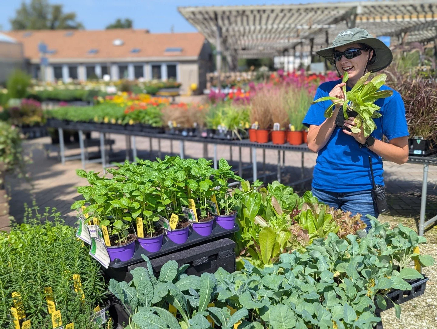 Tomatoes may be winding down, but another kind of veggie is just getting started! Lettuce and kale prefer cooler air and shorter days, with kale growing sweeter after a light frost. We've also got pre-planted herb collections and individual herbs for