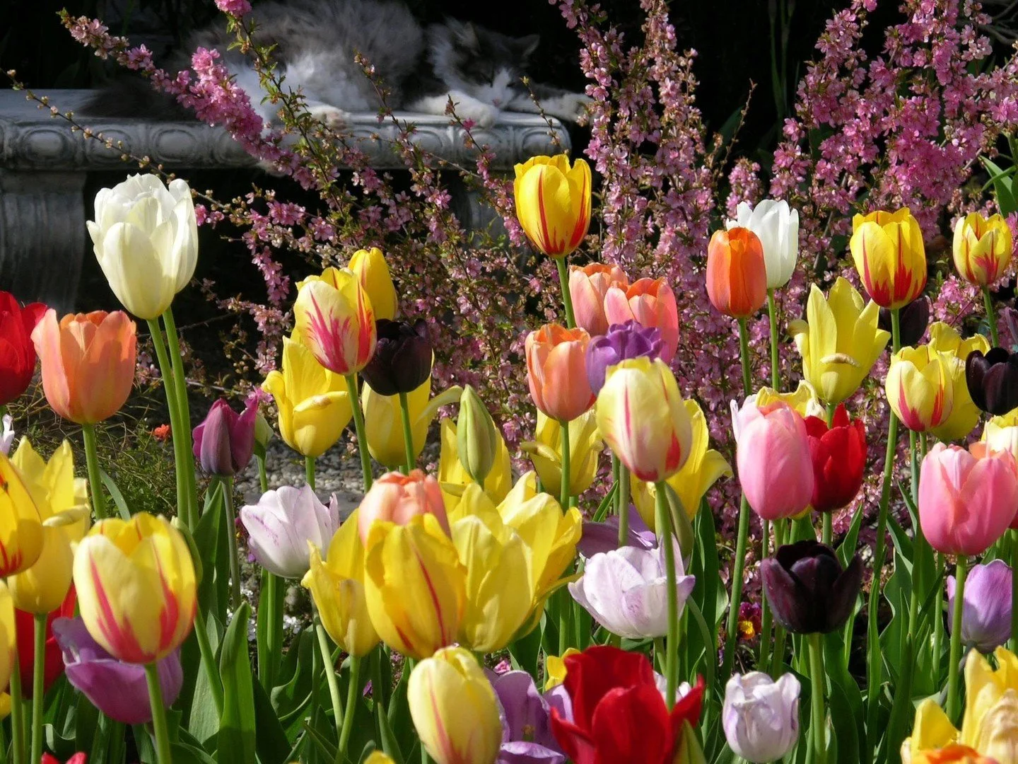 The garden&rsquo;s earliest flowers are also the best bargain! Plant fall bulbs now for a stunning spring show before much else is blooming. In stock now: tulips, daffodils, allium, garden hyacinth, grape muscari, crocus, camas, dutch iris, and surpr