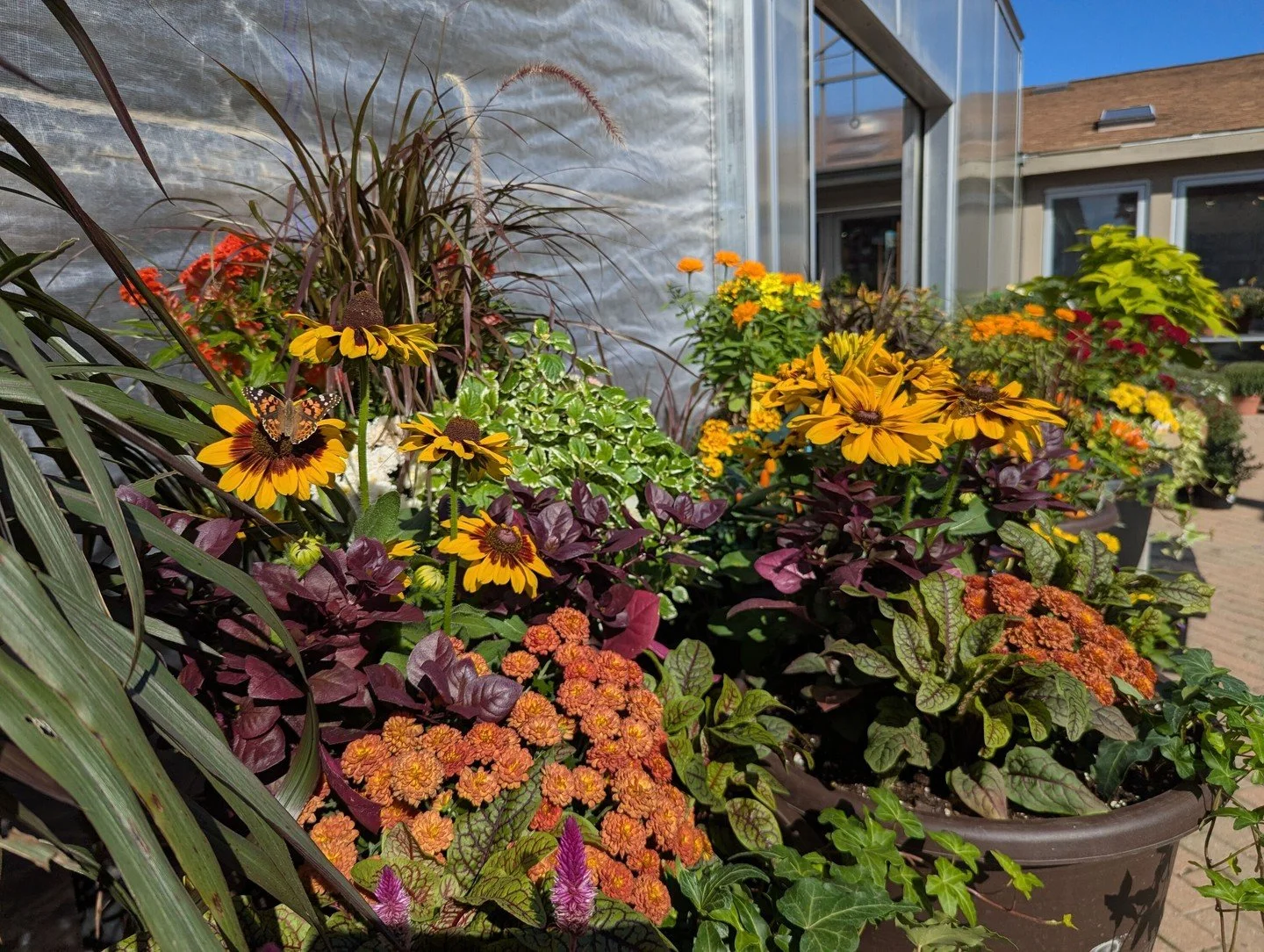Need some quick color? Green Team has planted up a beautiful selection of fall combo pots, starting at $39.99. Check out the coleus tree in the 2nd photo. We grew them ourselves!

#peoriaillinois #peoriail #enjoypeoria #hellopeoria #shoplocal365 #dis