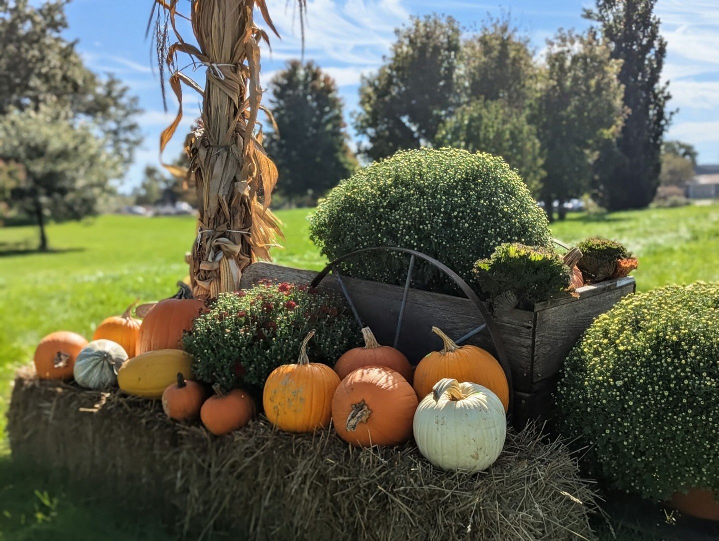 Wet weather has been keeping the vines green longer than usual, but we've got all sorts of pumpkins and gourds rolling in from the fields! If you'd like something locally grown and a little out of the ordinary, stop by and pick out your favorites. 

