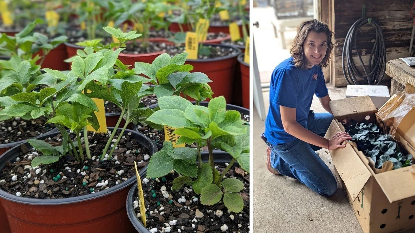 Patience is a virtue when it comes to some plants! It can take these hellebore 2 or 3 years to reach flowering size, so we pot up more mature plants than we typically would, and give them all winter to grow. When spring arrives they'll be ready to bl