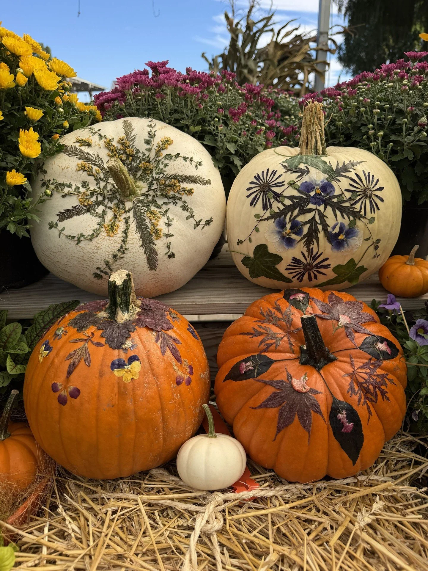 We&rsquo;ve got two creative pumpkin activities coming up!

Pressed Flower Pumpkins
Join Bekah for a grown-up take on the jack-o&rsquo;-lantern on October 17 or October 24 at 10 a.m. With a pumpkin and real pressed flowers, you'll create a one-of-a-k