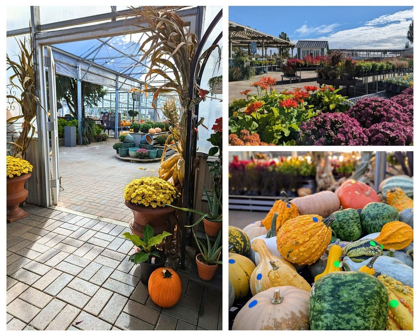Decorate naturally this fall! We&rsquo;ve been picking pumpkins and harvesting cornstalks, with strawbales, homegrown mums, and autumn annuals ready for your porch or patio. Stop by Hoerr Nursery and get inspired!

#peoriaillinois #peoriail #enjoypeo