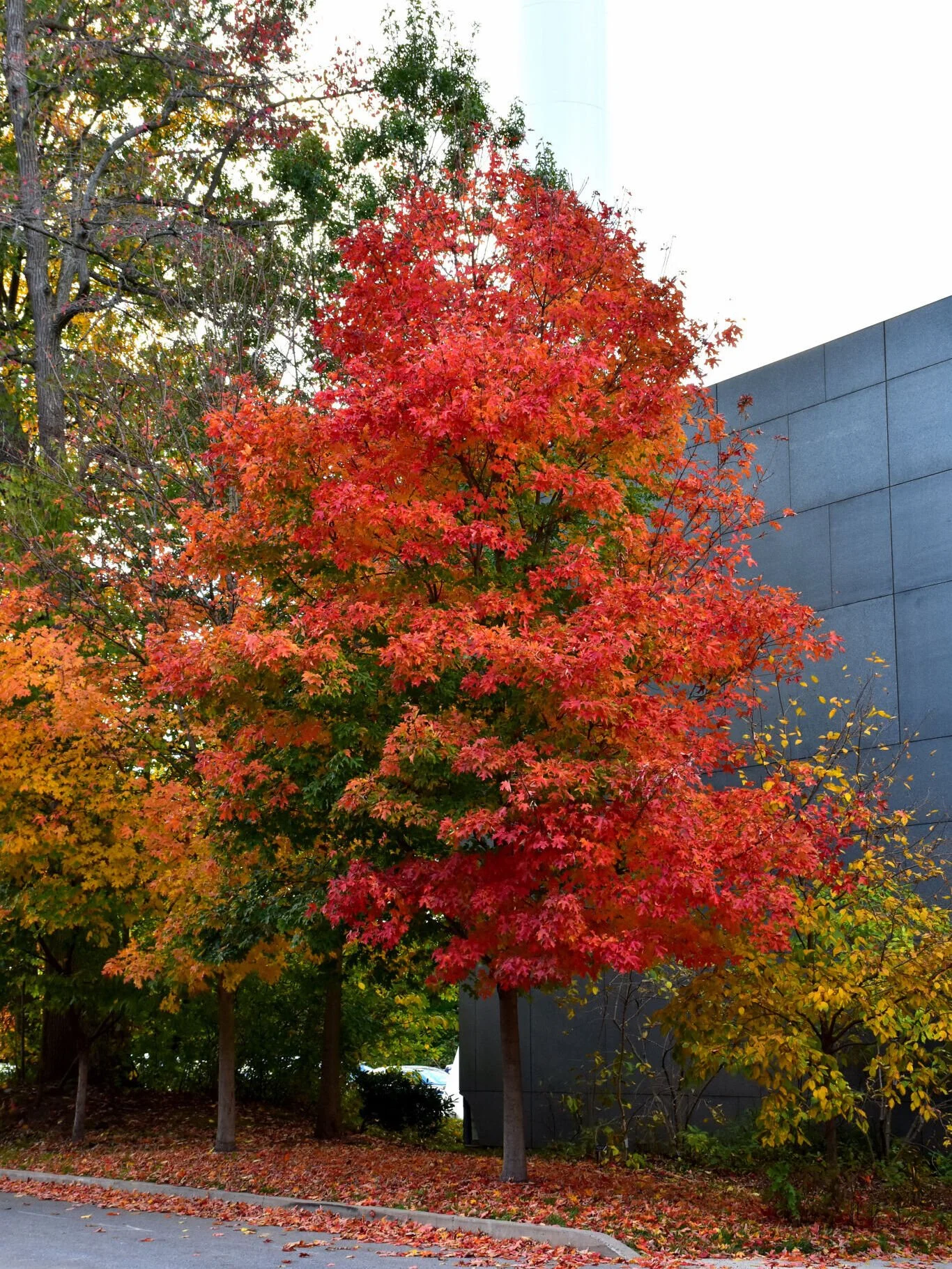 Which tree would our grower choose for fall color? Ernie, who manages our Green Team, has a favorite: Fall Fiesta sugar maple. Its fall color gets more impressive as it matures. If you've had a tree on your wish list, now is a great time to stop by a